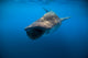 Whale Shark Isla Mujeres Diving Wall Decal