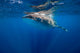 Whale Shark Isla Mujeres Breaching Wall Decal