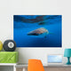 Whale Shark Isla Mujeres Left Profile Wall Decal