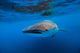 Whale Shark Isla Mujeres Left Profile Wall Decal
