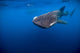 Whale Shark Isla Mujeres Open Water Wall Decal