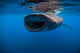 Whale Shark Isla Mujeres Wide Mouth Wall Decal