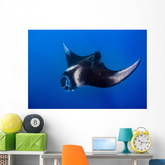 Oceanic Manta Ray Feeding Wall Decal
