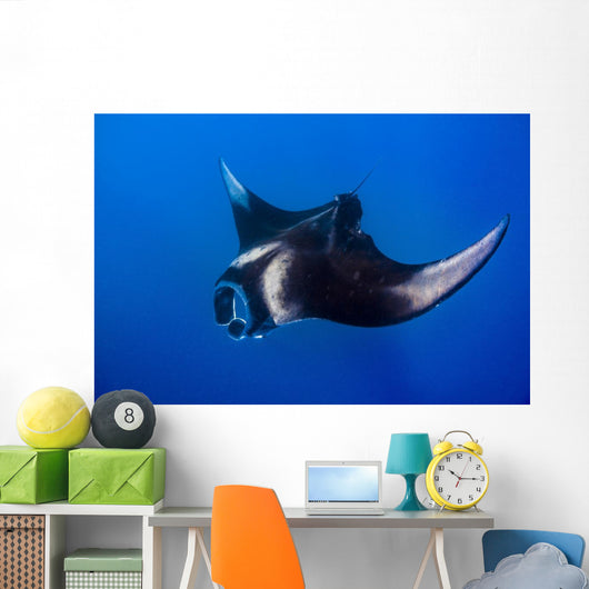 Oceanic Manta Ray Feeding Wall Decal