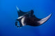 Oceanic Manta Ray Feeding Wall Decal