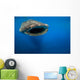 Whale Shark Isla Mujeres Approaching Wall Decal