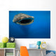 Whale Shark Isla Mujeres Approaching Wall Decal