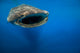 Whale Shark Isla Mujeres Approaching Wall Decal