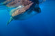 Whale Shark Isla Mujeres Surface Wall Decal