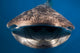 Whale Shark Isla Mujeres Open Mouth Wall Decal