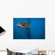 Whale Shark Isla Mujeres Front Wall Decal