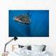 Whale Shark Isla Mujeres Front Wall Decal