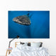 Whale Shark Isla Mujeres Front Wall Decal