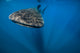 Whale Shark Isla Mujeres Front Wall Decal