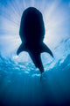 Whale Shark Isla Mujeres Silhouette Wall Decal