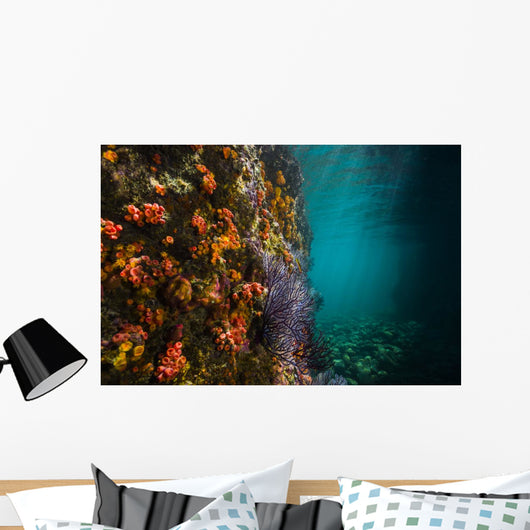 Reef Structure La Paz Wall Decal