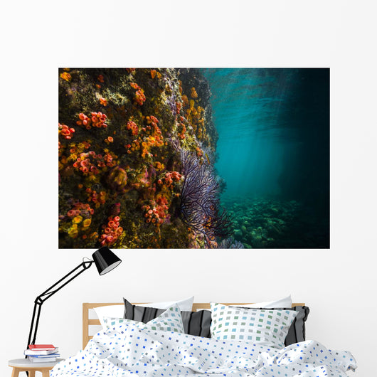 Reef Structure La Paz Wall Decal