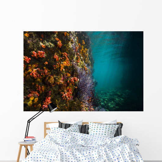 Reef Structure La Paz Wall Decal