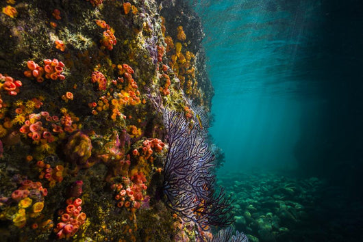 Reef Structure La Paz Wall Decal