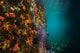 Reef Structure La Paz Wall Decal