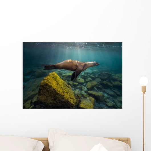 California Sea Lion Light Rays Wall Decal