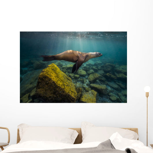 California Sea Lion Light Rays Wall Decal