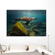 California Sea Lion Light Rays Wall Decal