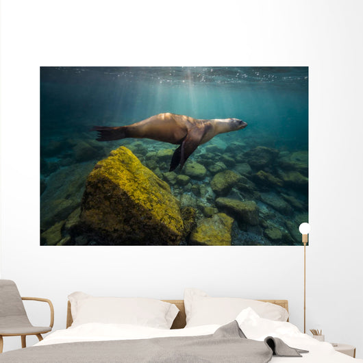 California Sea Lion Light Rays Wall Decal