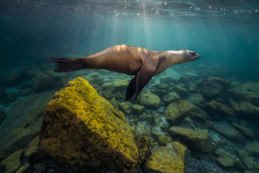 California Sea Lion Light Rays Wall Decal