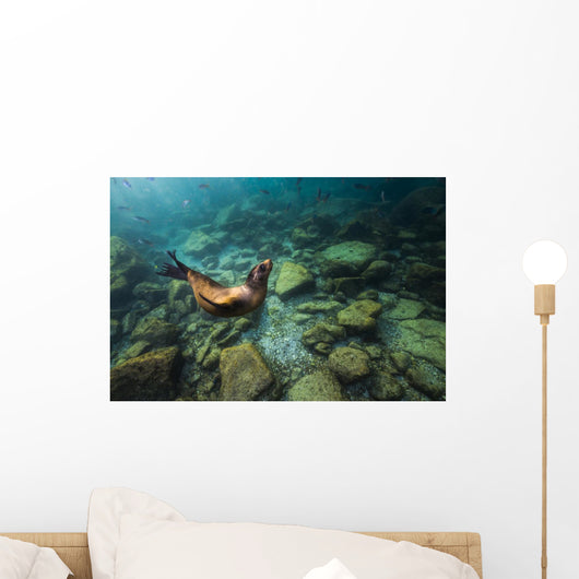 California Sea Lion Hunting Wall Decal