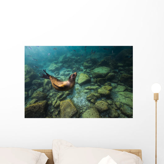 California Sea Lion Hunting Wall Decal