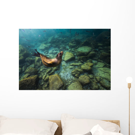 California Sea Lion Hunting Wall Decal