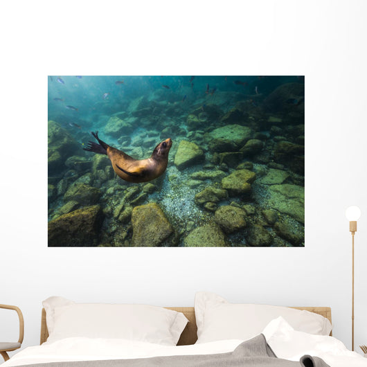 California Sea Lion Hunting Wall Decal