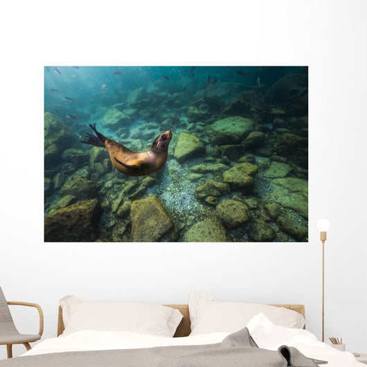California Sea Lion Hunting Wall Decal