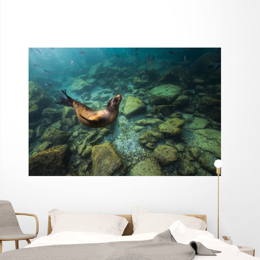 California Sea Lion Hunting Wall Decal