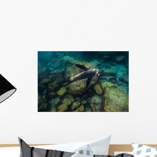 California Sea Lion Swimming Wall Decal