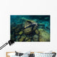 California Sea Lion Swimming Wall Decal