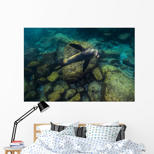 California Sea Lion Swimming Wall Decal