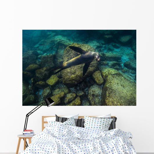 California Sea Lion Swimming Wall Decal