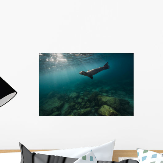 California Sea Lion Open Water Wall Decal