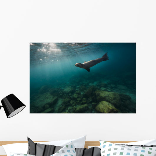 California Sea Lion Open Water Wall Decal