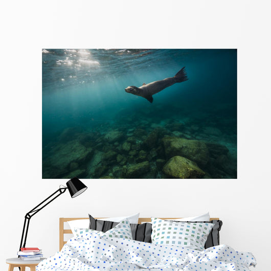 California Sea Lion Open Water Wall Decal