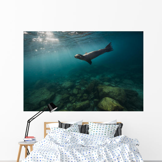 California Sea Lion Open Water Wall Decal