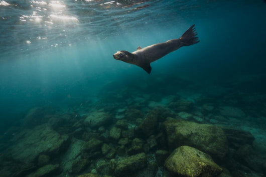 California Sea Lion Open Water Wall Decal