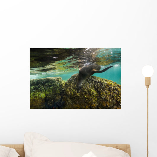 California Sea Lion Underwater Rock Wall Decal