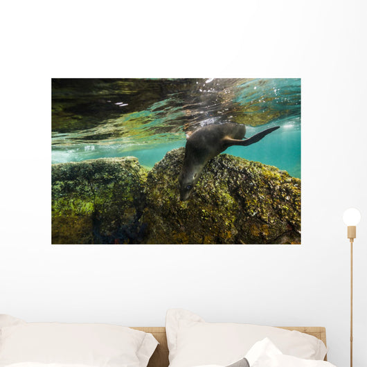 California Sea Lion Underwater Rock Wall Decal