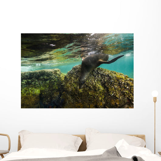 California Sea Lion Underwater Rock Wall Decal