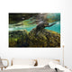 California Sea Lion Underwater Rock Wall Decal