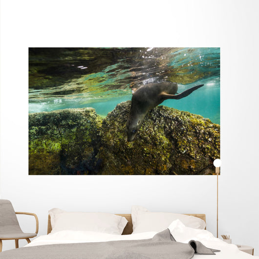 California Sea Lion Underwater Rock Wall Decal