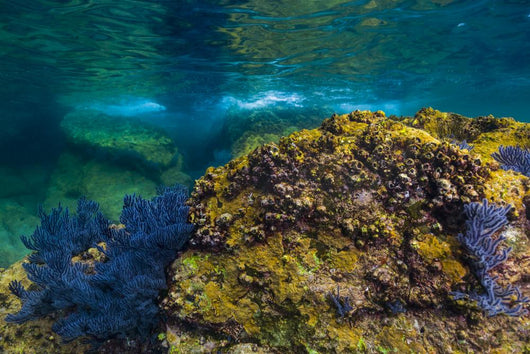 Reef Growth Rocks Isla Wall Decal